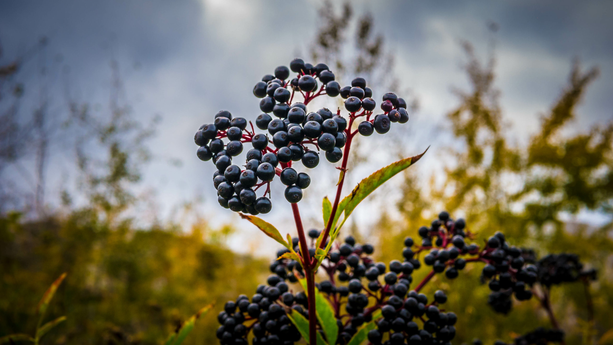 Elderberries