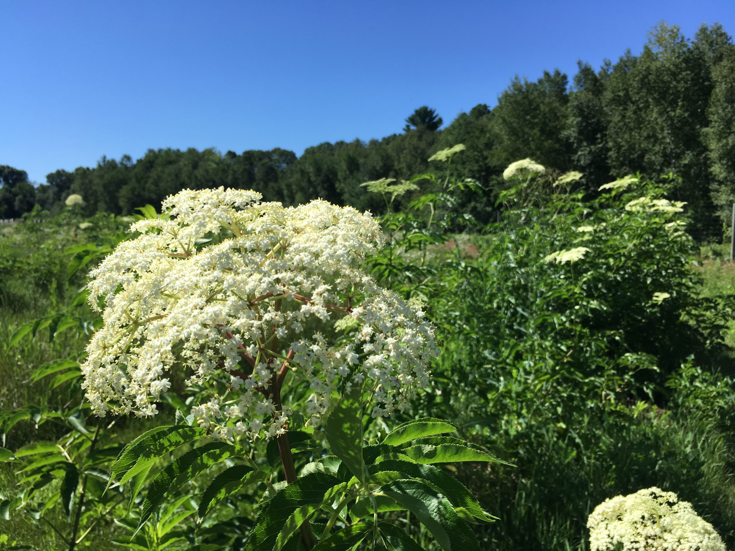 Elderberry Bush