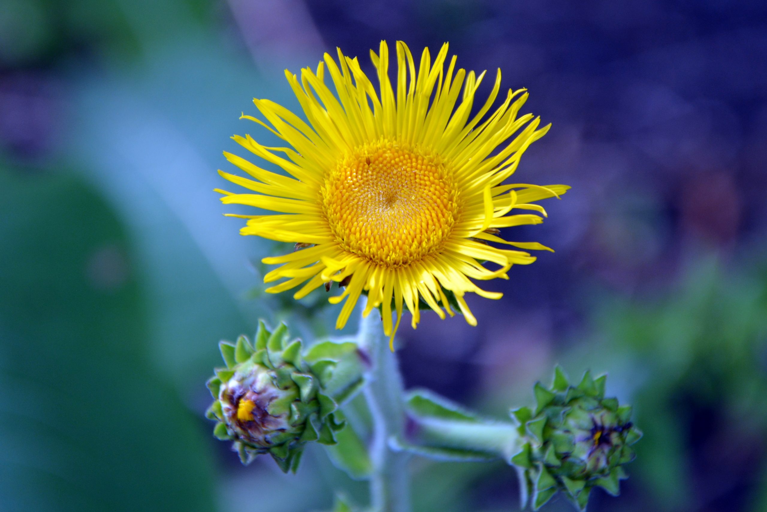 Elecampane Yellow Flower