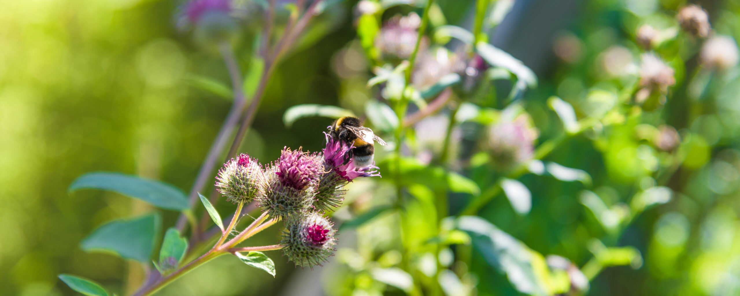 Edible and Medicinal Plants