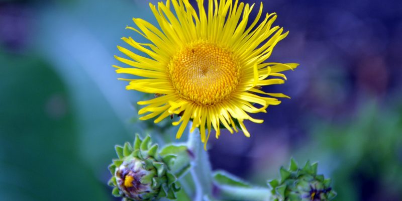 Elecampane Yellow Flower